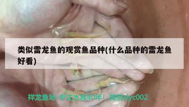 類似雷龍魚的觀賞魚品種(什么品種的雷龍魚好看) 非洲象鼻魚