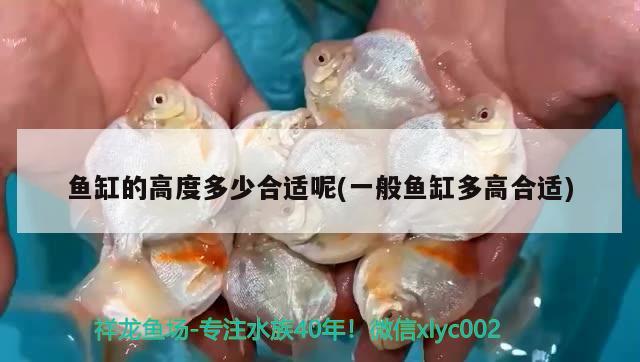 魚(yú)缸的高度多少合適呢(一般魚(yú)缸多高合適) 圣菲埃及魚(yú)