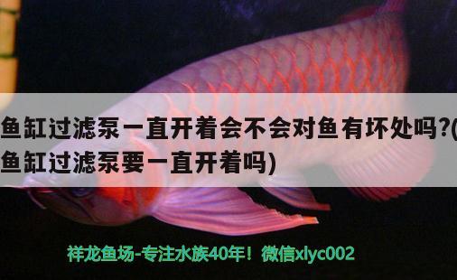 魚缸過濾泵一直開著會不會對魚有壞處嗎?(魚缸過濾泵要一直開著嗎) 黃金招財貓魚