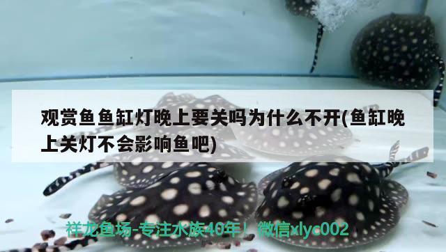 觀賞魚魚缸燈晚上要關(guān)嗎為什么不開(魚缸晚上關(guān)燈不會(huì)影響魚吧)