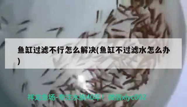 魚缸過濾不行怎么解決(魚缸不過濾水怎么辦) 元寶鳳凰魚專用魚糧