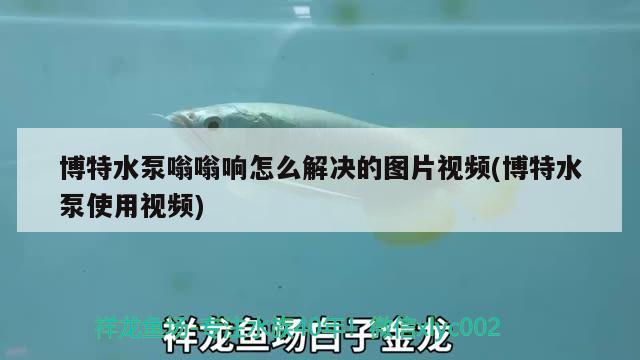 博特水泵嗡嗡響怎么解決的圖片視頻(博特水泵使用視頻) 博特水族