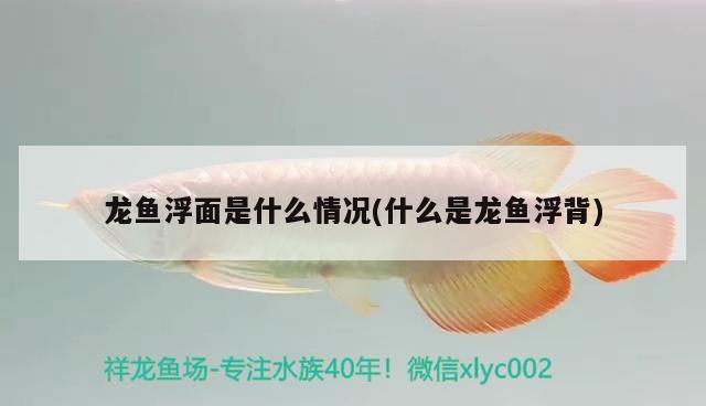 龍魚浮面是什么情況(什么是龍魚浮背)