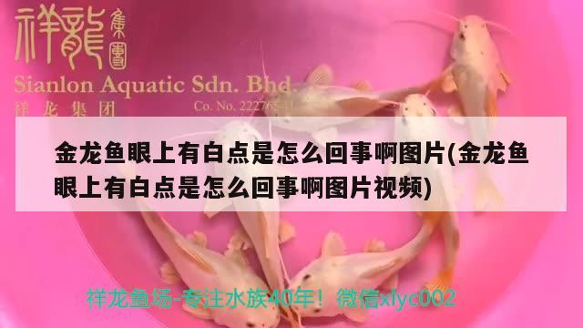 金龍魚眼上有白點(diǎn)是怎么回事啊圖片(金龍魚眼上有白點(diǎn)是怎么回事啊圖片視頻) BD魟魚