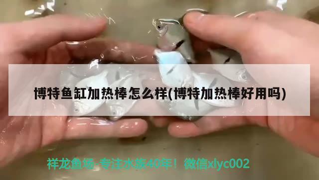 博特魚缸加熱棒怎么樣(博特加熱棒好用嗎) 博特水族