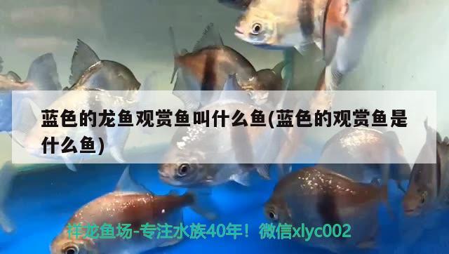 藍(lán)色的龍魚觀賞魚叫什么魚(藍(lán)色的觀賞魚是什么魚) 黑水素