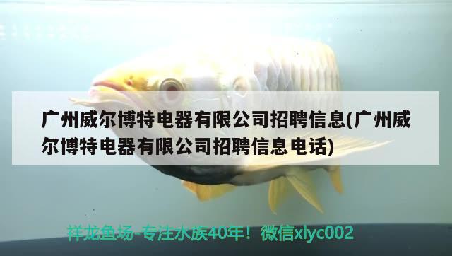 廣州威爾博特電器有限公司招聘信息(廣州威爾博特電器有限公司招聘信息電話) 博特水族