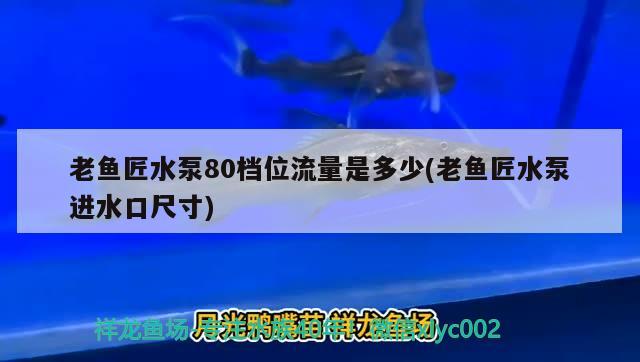 老魚匠水泵80檔位流量是多少(老魚匠水泵進水口尺寸)