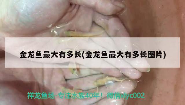 金龍魚最大有多長(金龍魚最大有多長圖片) 女王大帆魚苗