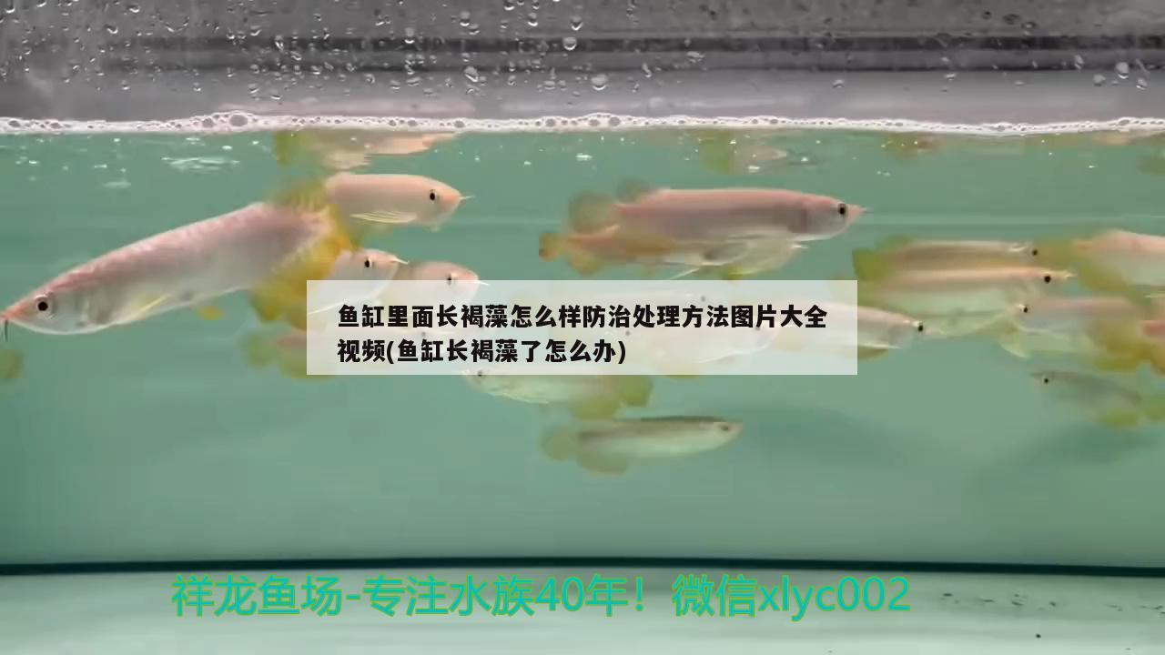 魚缸里面長褐藻怎么樣防治處理方法圖片大全視頻(魚缸長褐藻了怎么辦) 水族世界