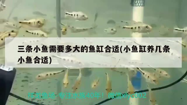 三條小魚(yú)需要多大的魚(yú)缸合適(小魚(yú)缸養(yǎng)幾條小魚(yú)合適)