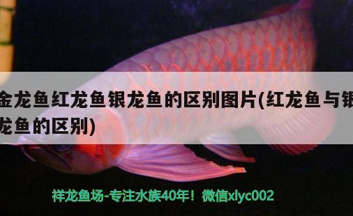 金龍魚紅龍魚銀龍魚的區(qū)別圖片(紅龍魚與銀龍魚的區(qū)別) 銀龍魚