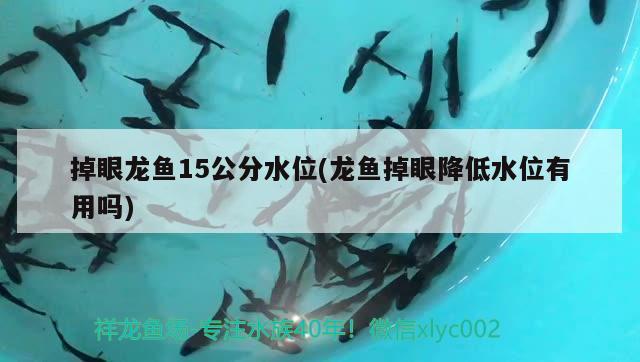 掉眼龍魚15公分水位(龍魚掉眼降低水位有用嗎) 黑水素