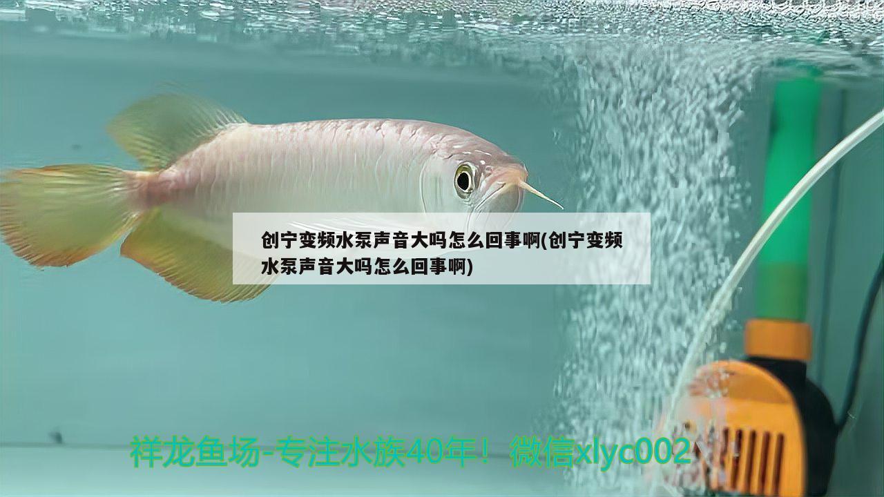 創(chuàng)寧變頻水泵聲音大嗎怎么回事啊(創(chuàng)寧變頻水泵聲音大嗎怎么回事啊)