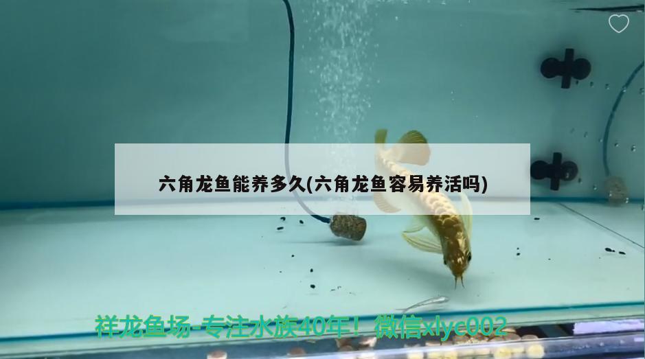 六角龍魚能養(yǎng)多久(六角龍魚容易養(yǎng)活嗎) 綠皮皇冠豹魚