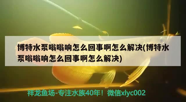 博特水泵嗡嗡響怎么回事啊怎么解決(博特水泵嗡嗡響怎么回事啊怎么解決) 博特水族