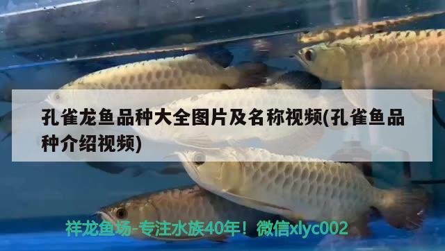 孔雀龍魚品種大全圖片及名稱視頻(孔雀魚品種介紹視頻) 紅龍福龍魚