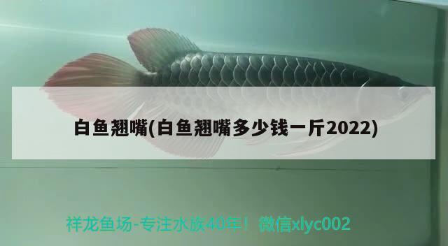 白魚翹嘴(白魚翹嘴多少錢一斤2022) 斯維尼關(guān)刀魚