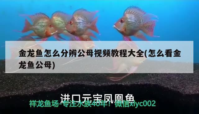 金龍魚怎么分辨公母視頻教程大全(怎么看金龍魚公母) 委內(nèi)瑞拉奧里諾三間魚