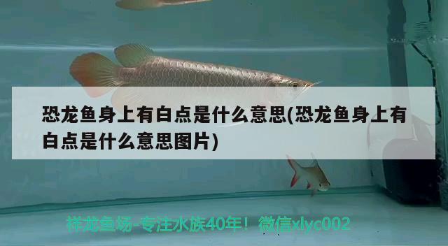 恐龍魚身上有白點是什么意思(恐龍魚身上有白點是什么意思圖片)