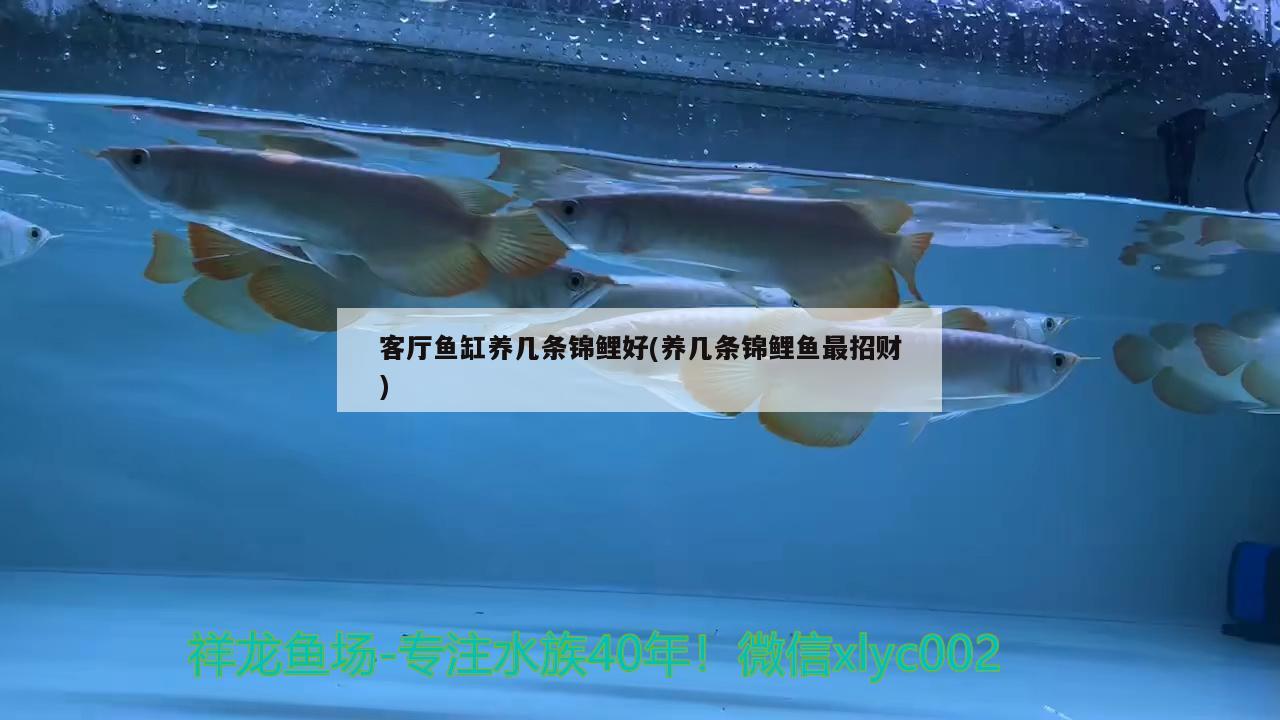 客廳魚缸養(yǎng)幾條錦鯉好(養(yǎng)幾條錦鯉魚最招財(cái)) 巴卡雷龍魚 第3張