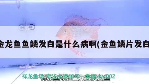 金龍魚魚鱗發(fā)白是什么病啊(金魚鱗片發(fā)白)