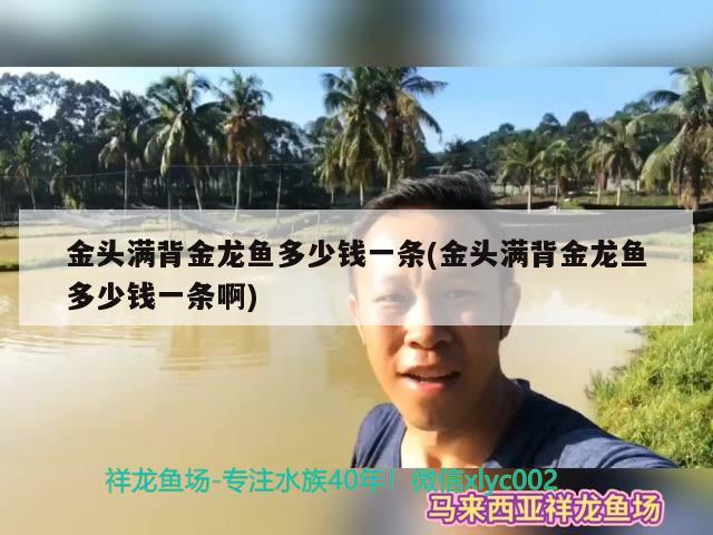 金頭滿背金龍魚多少錢一條(金頭滿背金龍魚多少錢一條啊)