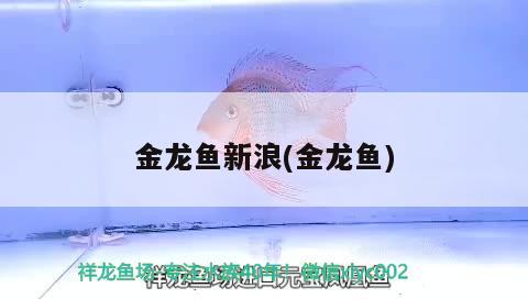 金龍魚新浪(金龍魚) 印尼虎苗