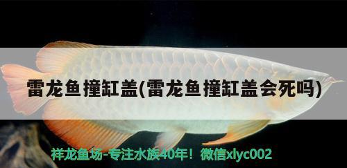 雷龍魚撞缸蓋(雷龍魚撞缸蓋會死嗎)