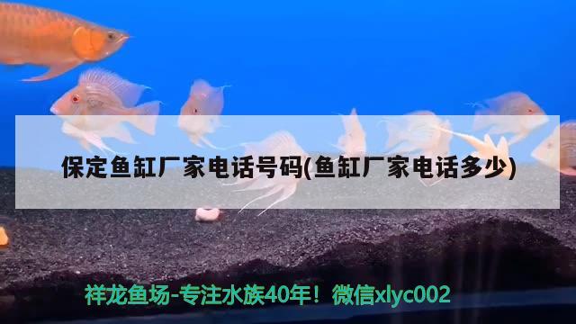 保定魚缸廠家電話號碼(魚缸廠家電話多少) 帝王迷宮