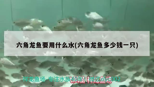 六角龍魚要用什么水(六角龍魚多少錢一只) 虎魚百科