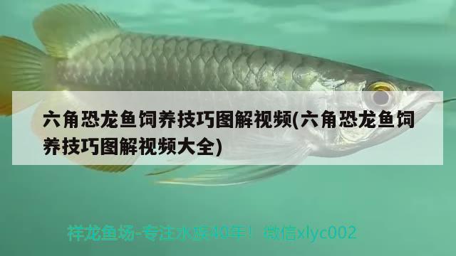 六角恐龍魚飼養(yǎng)技巧圖解視頻(六角恐龍魚飼養(yǎng)技巧圖解視頻大全) 黑云魚