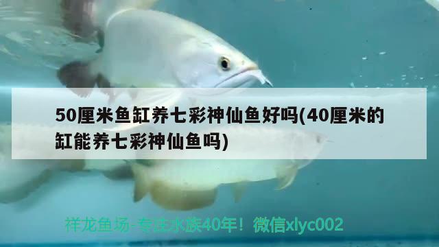 50厘米魚缸養(yǎng)七彩神仙魚好嗎(40厘米的缸能養(yǎng)七彩神仙魚嗎) 七彩神仙魚