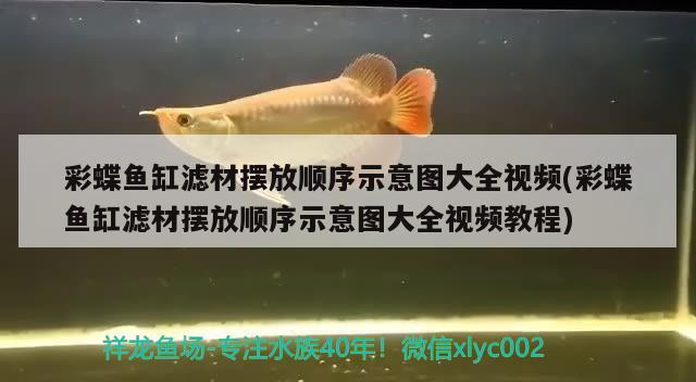 彩蝶魚缸濾材擺放順序示意圖大全視頻(彩蝶魚缸濾材擺放順序示意圖大全視頻教程) 祥龍水族護(hù)理水