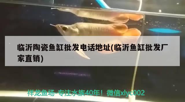 臨沂陶瓷魚缸批發(fā)電話地址(臨沂魚缸批發(fā)廠家直銷) 非洲金鼓魚 第3張