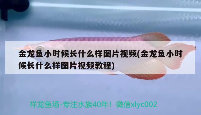 金龍魚小時候長什么樣圖片視頻(金龍魚小時候長什么樣圖片視頻教程)