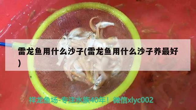 雷龍魚用什么沙子(雷龍魚用什么沙子養(yǎng)最好) 成吉思汗鯊（球鯊）魚