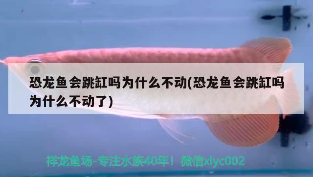 恐龍魚會跳缸嗎為什么不動(恐龍魚會跳缸嗎為什么不動了) 銀河星鉆魚