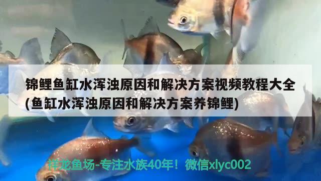 錦鯉魚缸水渾濁原因和解決方案視頻教程大全(魚缸水渾濁原因和解決方案養(yǎng)錦鯉)