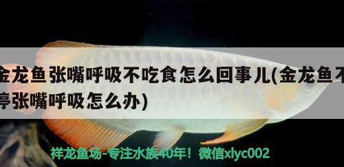 金龍魚張嘴呼吸不吃食怎么回事兒(金龍魚不停張嘴呼吸怎么辦) ?；?異型虎魚/純色虎魚