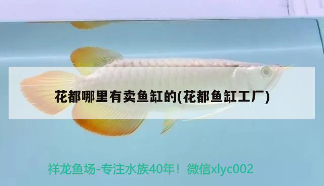 花都哪里有賣魚缸的(花都魚缸工廠) 廣州觀賞魚批發(fā)市場