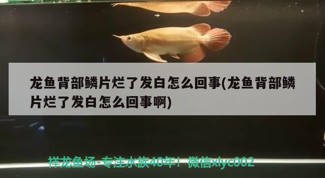 龍魚背部鱗片爛了發(fā)白怎么回事(龍魚背部鱗片爛了發(fā)白怎么回事啊) 蘇虎苗（蘇門答臘虎魚苗）