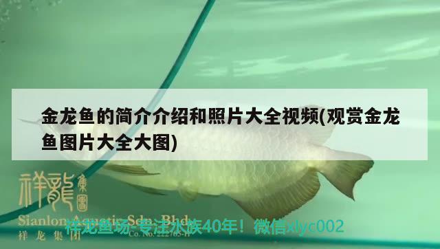 金龍魚(yú)的簡(jiǎn)介介紹和照片大全視頻(觀賞金龍魚(yú)圖片大全大圖)