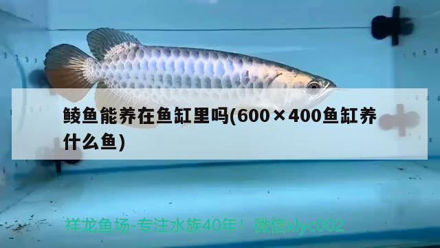 鯪魚能養(yǎng)在魚缸里嗎(600×400魚缸養(yǎng)什么魚) 黑云魚