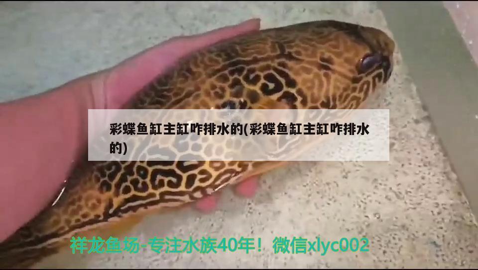 彩蝶魚缸主缸咋排水的(彩蝶魚缸主缸咋排水的) 廣州龍魚批發(fā)市場