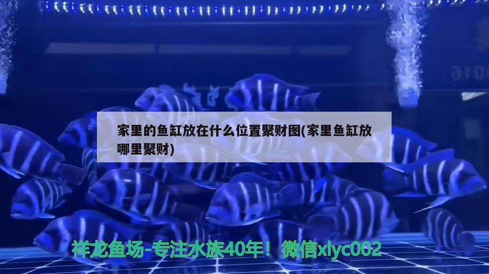 家里的魚缸放在什么位置聚財圖(家里魚缸放哪里聚財)