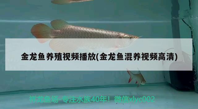 金龍魚養(yǎng)殖視頻播放(金龍魚混養(yǎng)視頻高清)