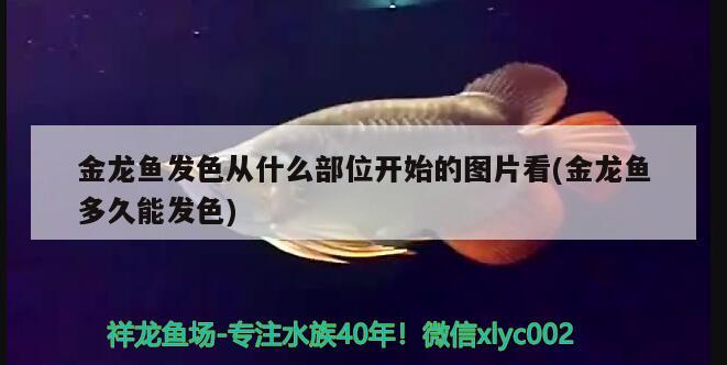 金龍魚發(fā)色從什么部位開始的圖片看(金龍魚多久能發(fā)色)