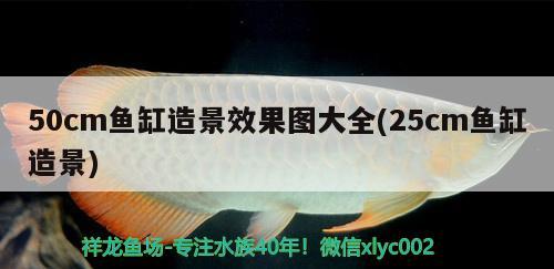 50cm魚(yú)缸造景效果圖大全(25cm魚(yú)缸造景) 龍鳳鯉魚(yú)