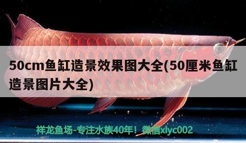 50cm魚缸造景效果圖大全(50厘米魚缸造景圖片大全)